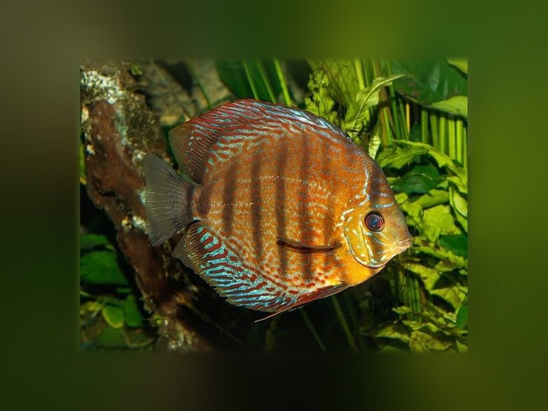 Discus (Symphysodon aequifasciatus)