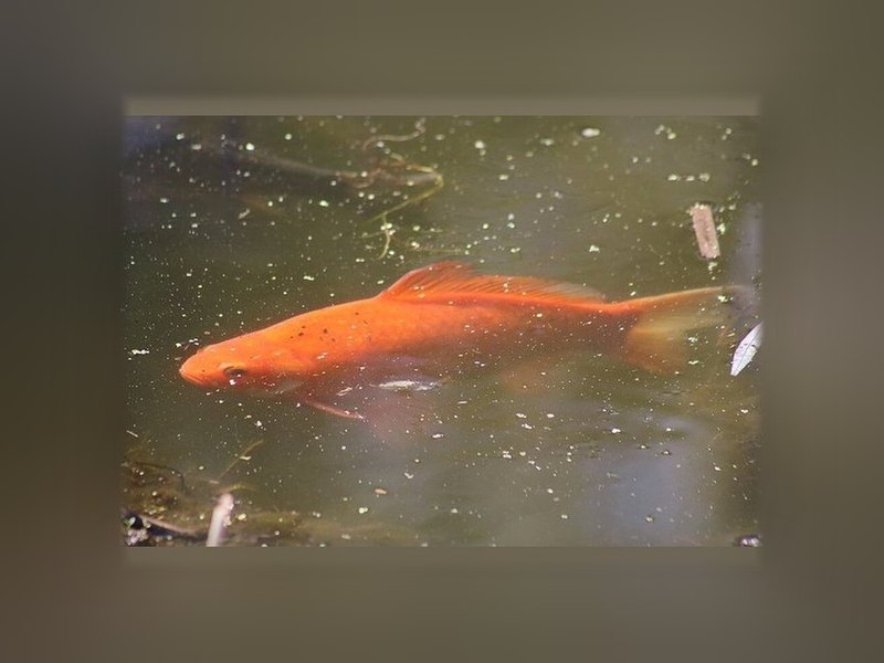 Goldfish (Carassius auratus)